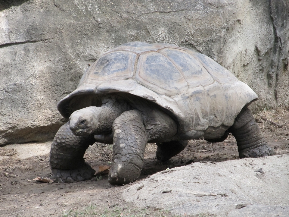 Natura a piedi animale animali selvatici