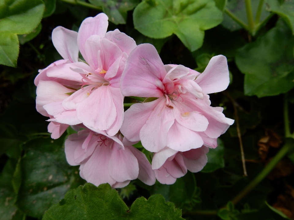 Nature blossom plant flower