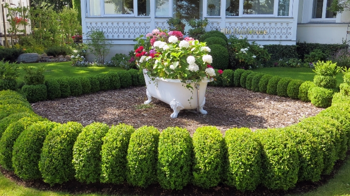 Grass plant lawn flower Photo