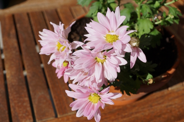 Table nature blossom plant Photo