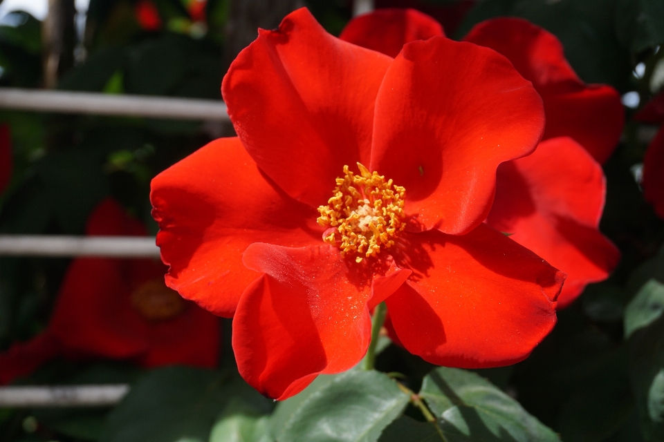 Natur blüte anlage blume