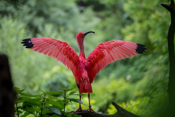 Nature bird wing plant Photo