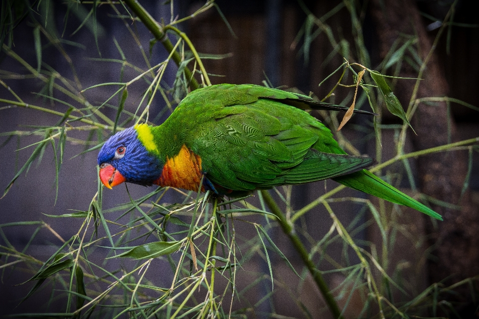 Natureza filial pássaro animais selvagens