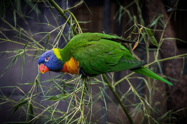 Photo Nature bifurquer oiseau faune