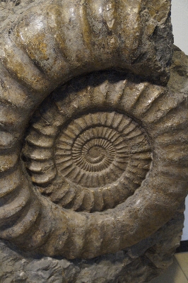 Rock wood spiral trunk Photo