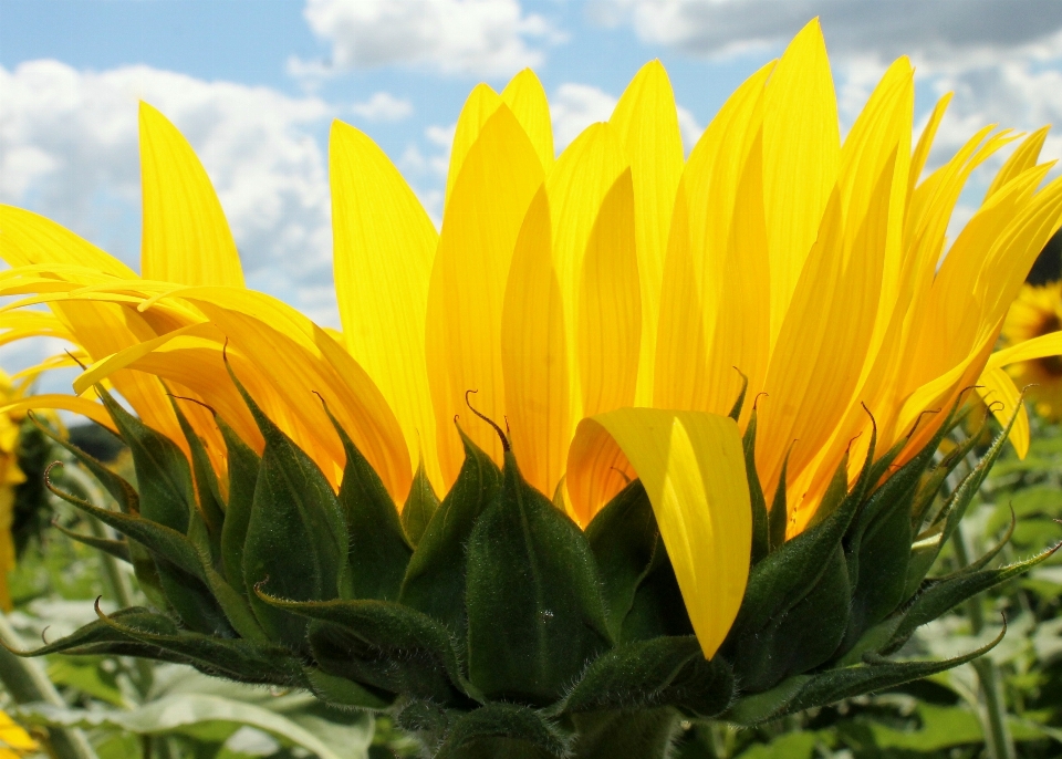 Plant field flower petal