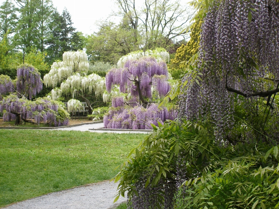 Baum draussen blüte anlage