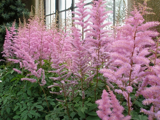 Blossom plant flower summer Photo