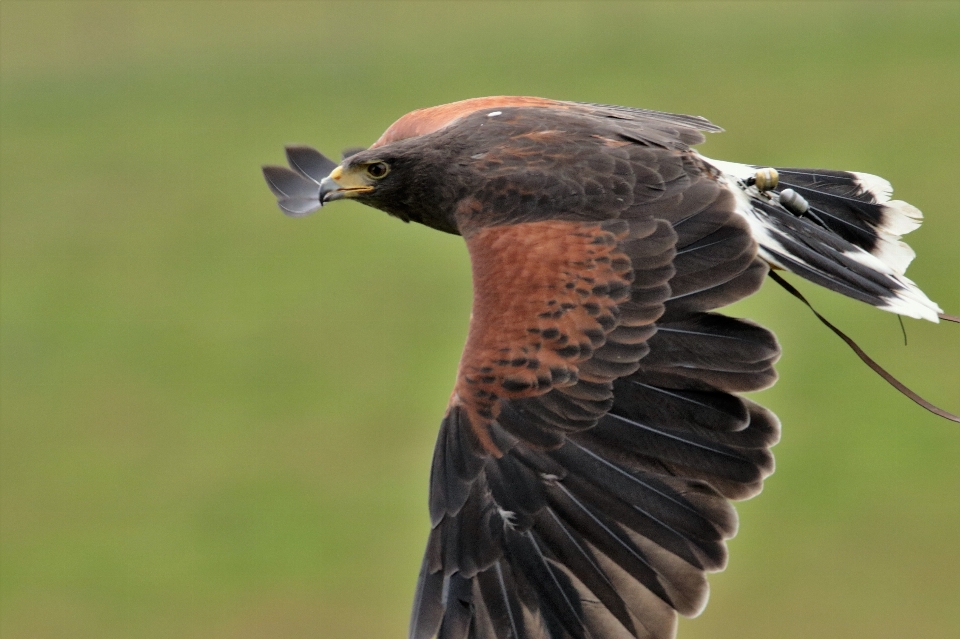 Nature bird wing wildlife