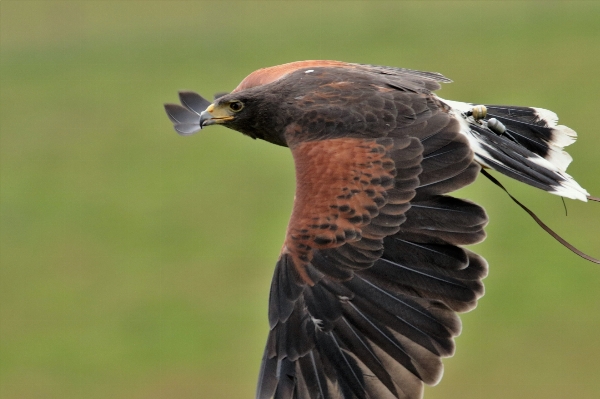 Photo Nature oiseau aile faune