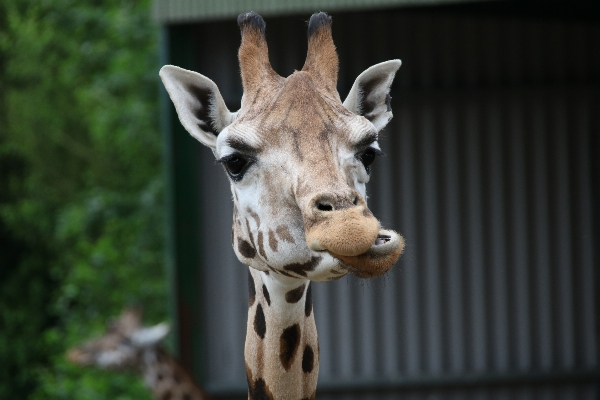 自然 荒野
 動物 かわいい 写真