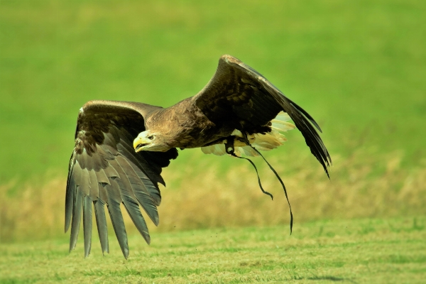 Photo Nature oiseau aile prairie
