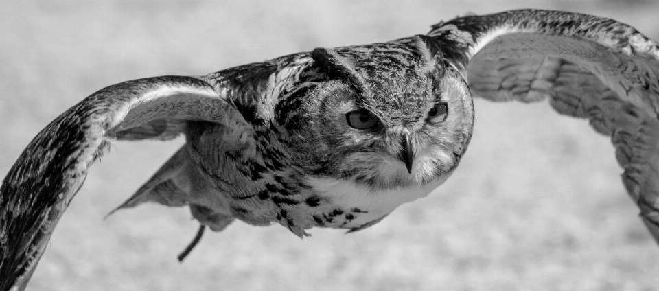 Pájaro ala en blanco y negro
 fotografía