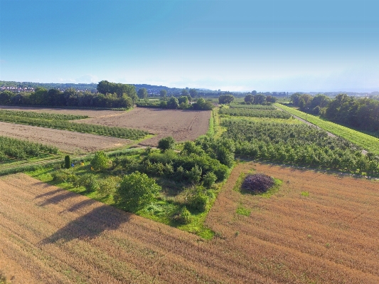 Landscape vineyard field farm Photo