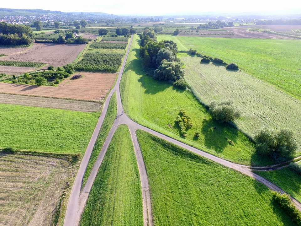 Paysage herbe route champ