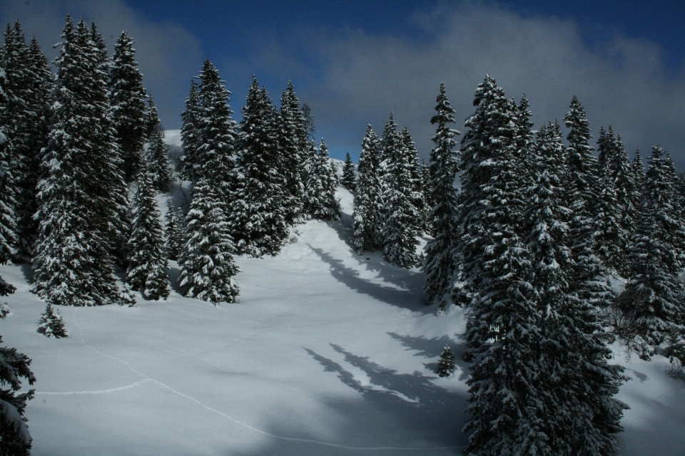 Arbre forêt montagne neige