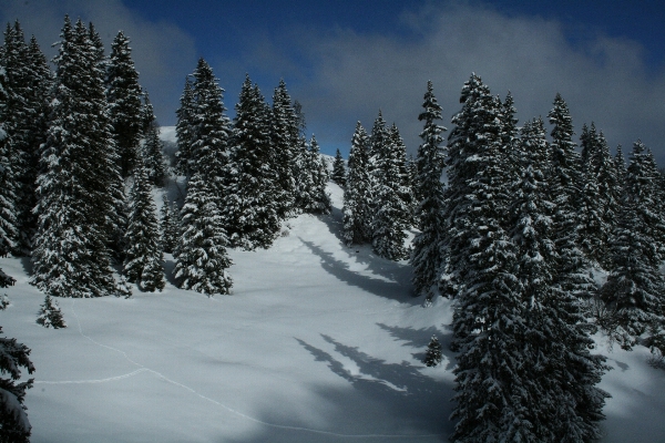 Foto Albero foresta montagna nevicare