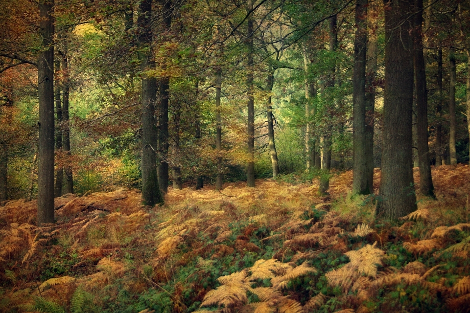 Landscape tree nature forest