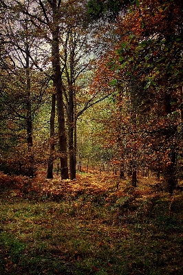 Landscape tree nature forest Photo