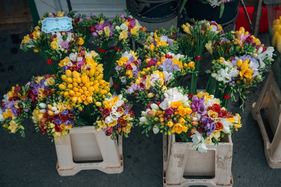 Plantar monte flor floral