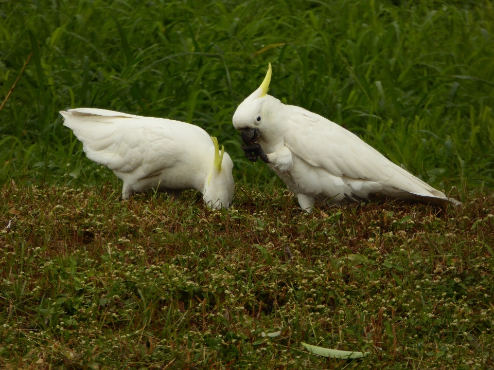 Bird wing white wildlife