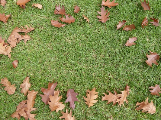 Grass plant lawn leaf Photo