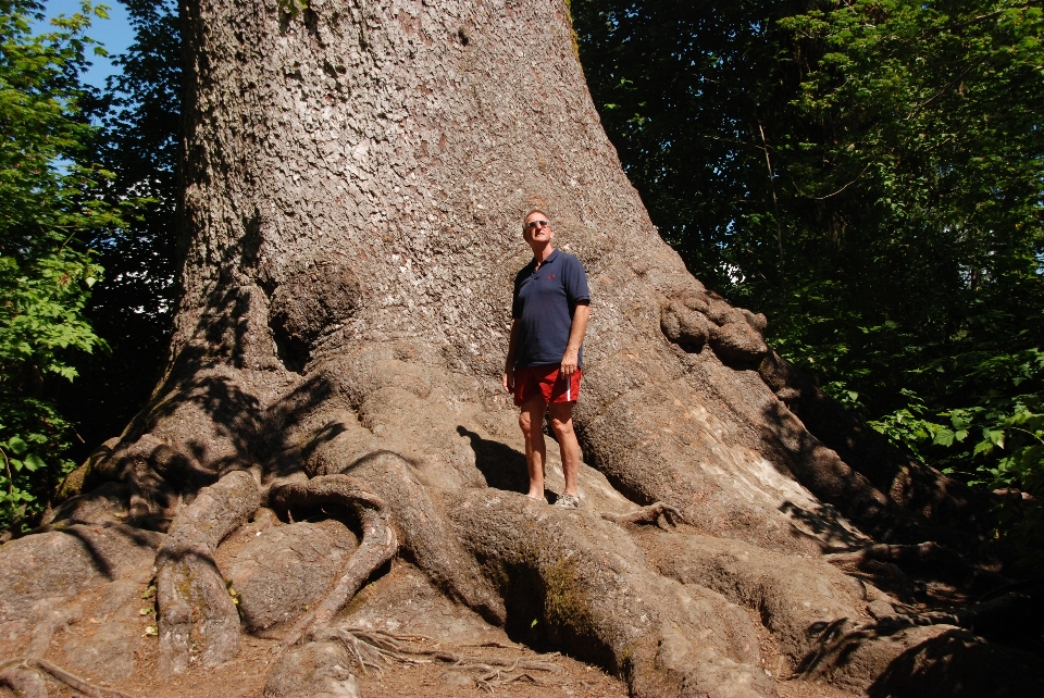 Tree rock walking trail