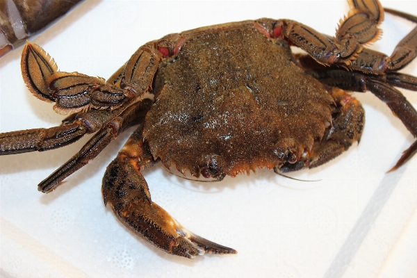 Foto Makanan penangkapan ikan laut keahlian