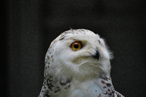 Doğa kuş kanat sevimli Fotoğraf