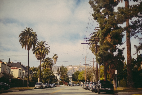 Tree road street town Photo