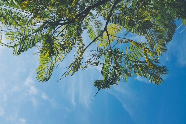 Landscape tree nature branch Photo