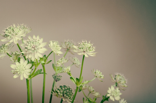 ブランチ 花 植物 白 写真