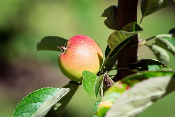 Apple tree nature branch Photo