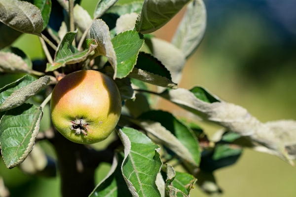 Apple tree nature branch Photo