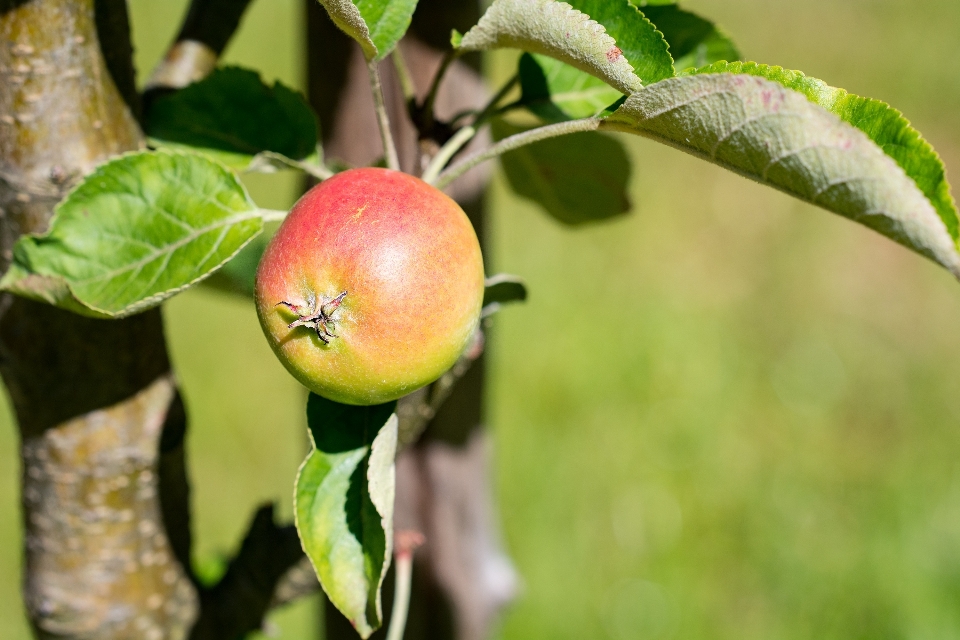 Apple pohon alam cabang