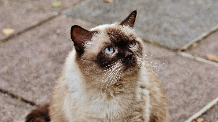 甘い 動物 かわいい 毛皮 写真