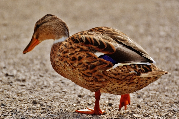 Foto Air burung sayap satwa