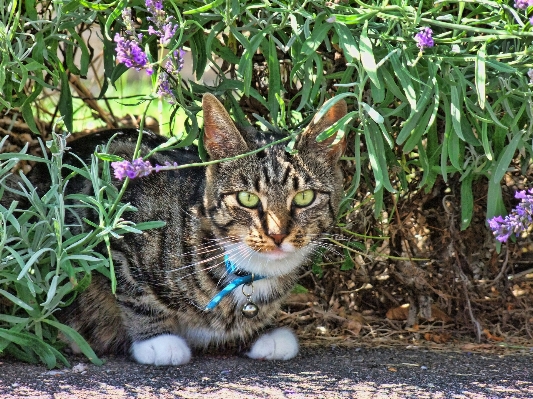 Foto Alam rumput putih bunga