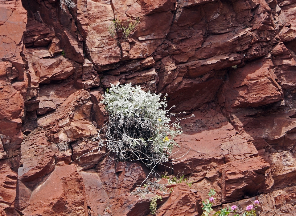 Landschaft baum natur rock