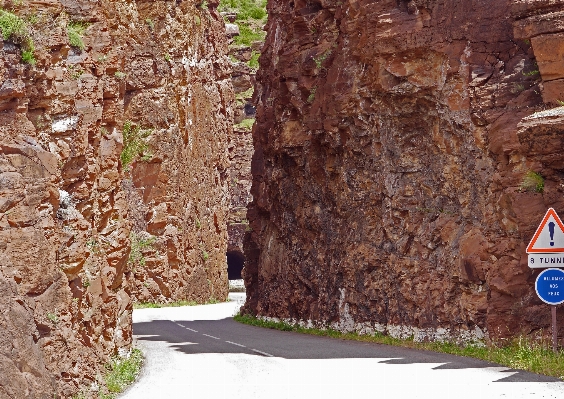 Foto árvore rock plantar madeira