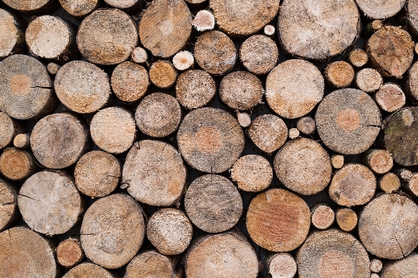 Branch wood texture trunk Photo