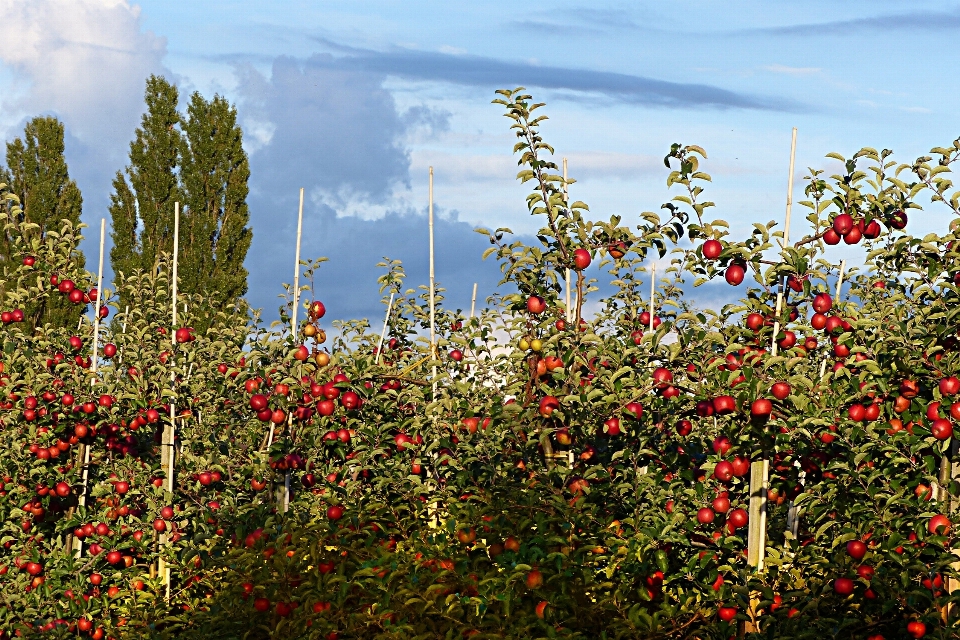 Apple albero natura fiore