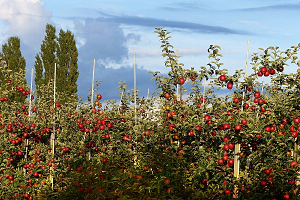 Apple baum natur blüte Foto