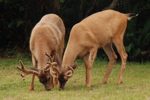 Foto Naturaleza fauna silvestre ciervo bocina