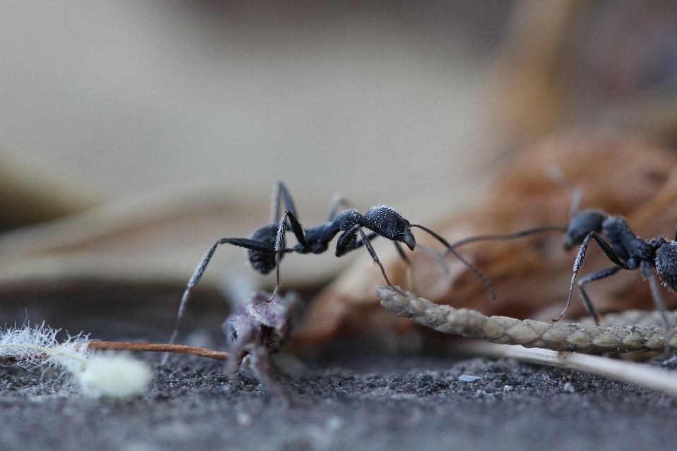 Natura fotografia dzikiej przyrody owad