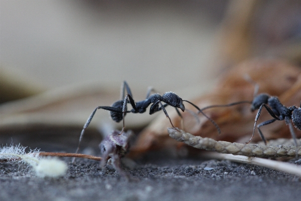 Nature photography wildlife insect Photo