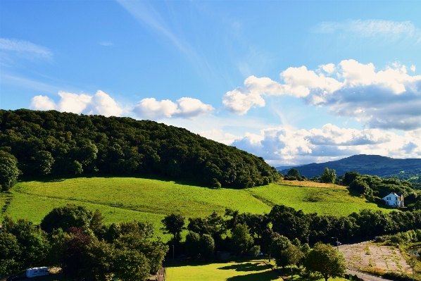 Landscape tree nature grass Photo