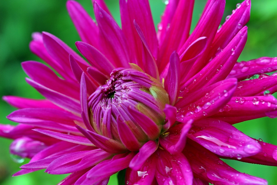 Natur blüte offen anlage