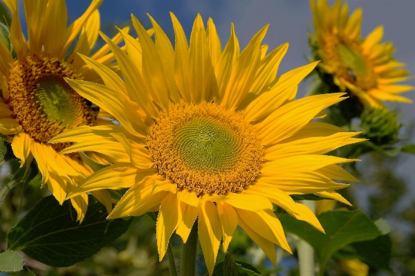 Plant field flower summer Photo