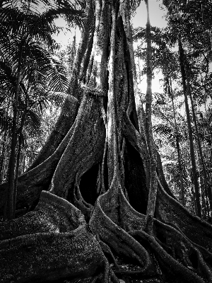 Foto Pohon alam hutan cabang